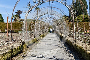 Comprising decorative trees as a tunnel