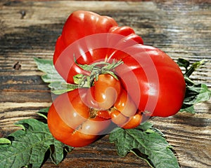 Compromised red tomato a dark wooden red