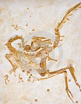 Compsognathus