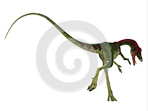 Compsognathus Dinosaur Tail