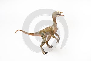 Compsognathus Dinosaur on white background