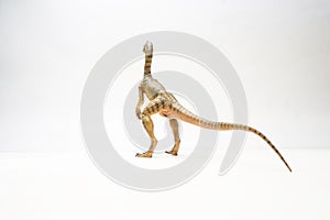 Compsognathus Dinosaur on white background