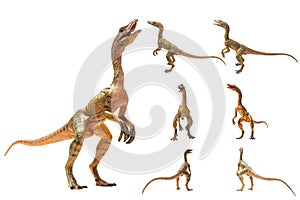 Compsognathus  Dinosaur on white background