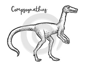 Compsognathus longipes dinosaur sketch. Dino vector illustration