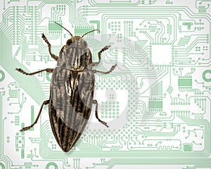 Computer bug