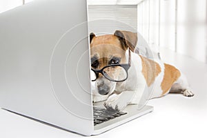 Computadora el perro 