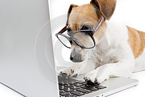 Computer dog