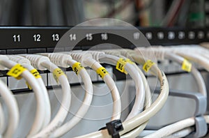 Computer ethernet data lan cables in a row.