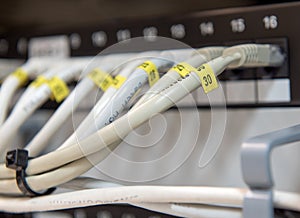 Computer ethernet data lan cables in a row.