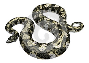 Boa Constrictor isolated on white background