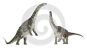 Dinosaur Diamantinasaurus isolated on white background