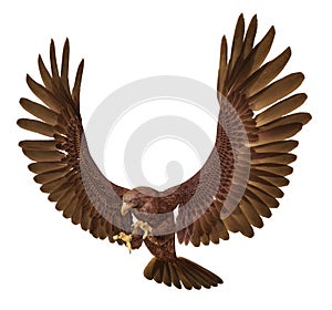Golden eagle isolated on white background