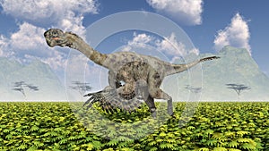 Theropod dinosaur Citipati photo