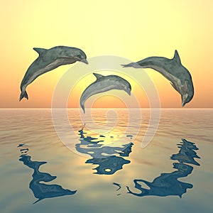 Three jumping dolphins at sunset