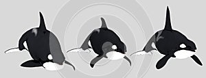 Three killer whales