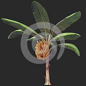 Banana Tree 06