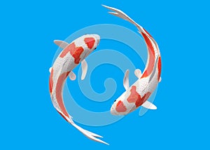 Top down view of a pair of white Koi Carp fishes with red patches swimming circling around each other