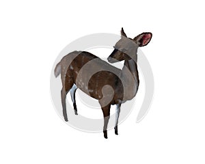 3d illustration of a deer.