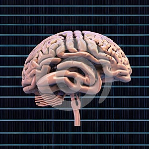 A computer-generated representation of a human brain.
