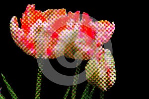 Abstract illlustration of tulips with buds. Decomposition in raster graphics - dots -  in front of black background photo