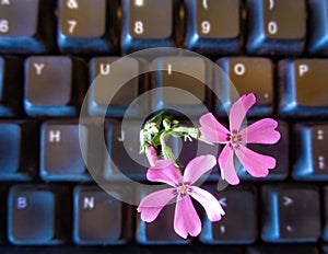 Computer keyboard with pink spring flower