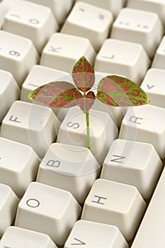 Computer Keyboard and sprout