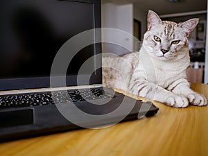 Computer laptop and annoying cat, working from home concept