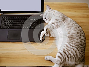 Computer laptop and annoying cat, working from home concept