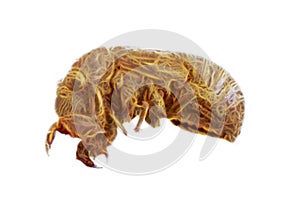 Computer lice. Concept of destructive computer contaminant