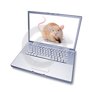 Computer Mouse