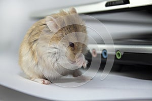 Computer mouse.