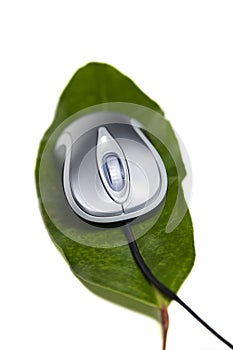 Computer mouse on a leaf