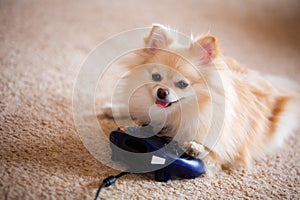 Computer Playing Pomeranian