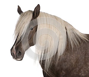 Comtois horse, a draft horse, Equus caballus, 10 years old