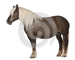 Comtois horse, a draft horse, Equus caballus