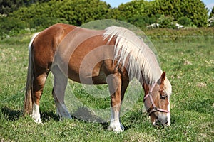 Un caballo en Francia 