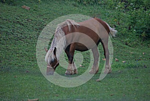 Comtois Horse Grazing in the Field