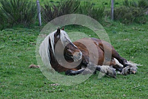 Comtois Horse Resting in a Field in France