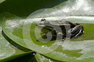 Comun European Frog