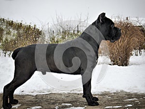 Conan Cane Corso Stand photo