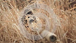 Concealed Sniper in Dry Grass Awaiting the Perfect Moment for a Precision Shot