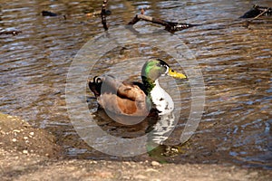 Conceited Duck photo