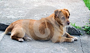 Conceived dog lying on concrete