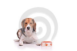 Concentrated Beagle, isolated