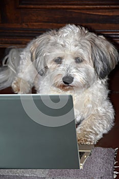 Concentrated havanese dog in homeoffice
