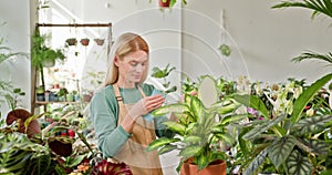 Concentrated middle age female business woman in apron working in flower shop wipes the dust off the leaves of the plant