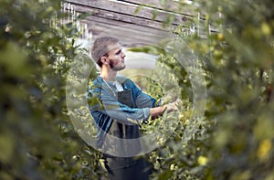 Concentrated Young Farmer Inspecting Plantings photo