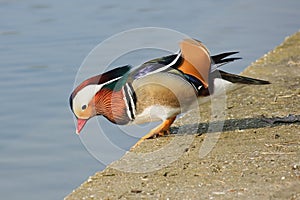 Concentrating mandarin duck