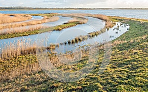 Concentric circles of grass and reeds