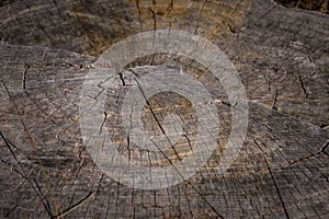Concentric Tree Rings.